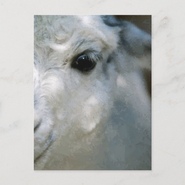 Lama Postkarte (Vorderseite)