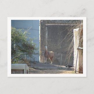 Lama Postkarte