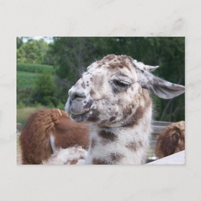 Lama-Postkarte Postkarte (Vorderseite)