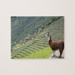 Lama Puzzle
