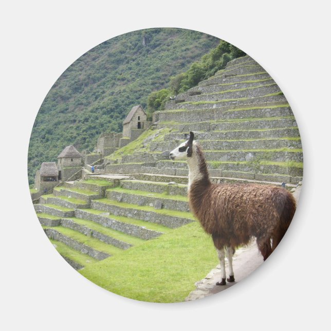 Lama sieht aus magnet (Vorne)
