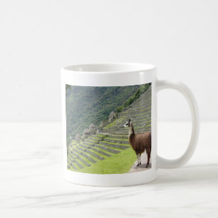Lama Tasse