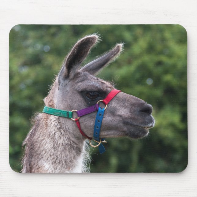 Lama-Überlegenheit Mousepad (Vorne)