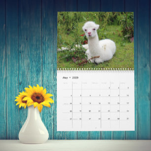 Lama und Alpaca jedes Jahr Kalender