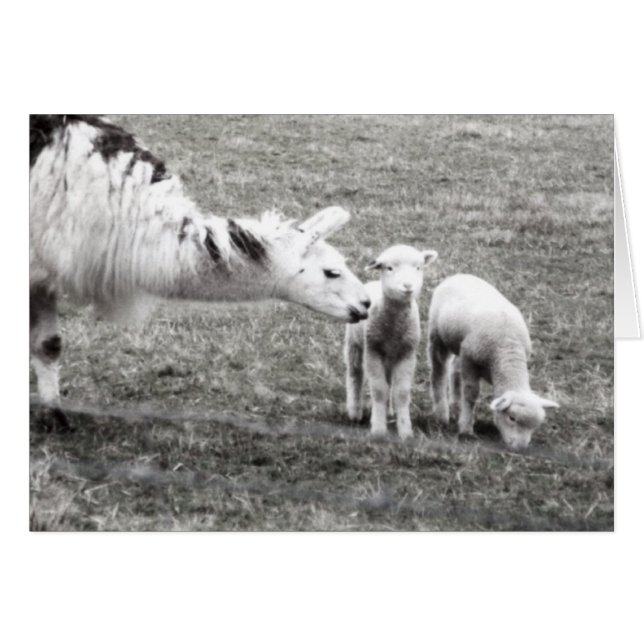 Lama und Lämmer (Vorderseite (Horizontal))