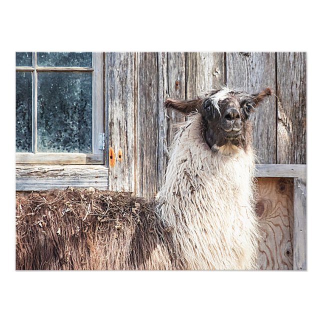 Lama vor einer Scheune Fotodruck (Vorne)