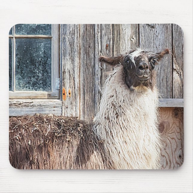 Lama vor einer Scheune Mousepad (Vorne)