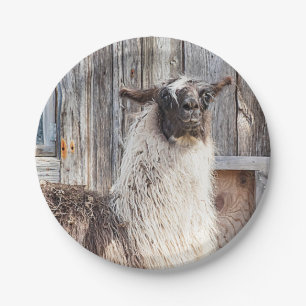 Lama vor einer Scheune Pappteller