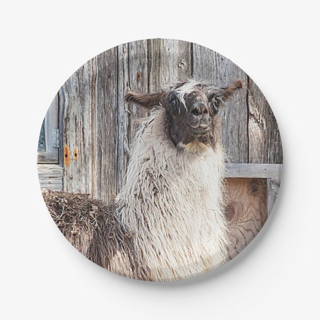 Lama vor einer Scheune Pappteller (Vorderseite)
