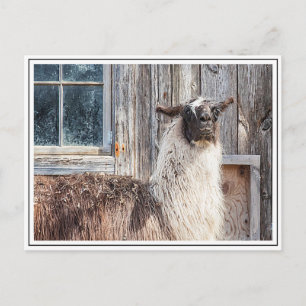 Lama vor einer Scheune Postkarte