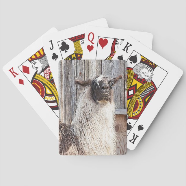 Lama vor einer Scheune Spielkarten (Rückseite)