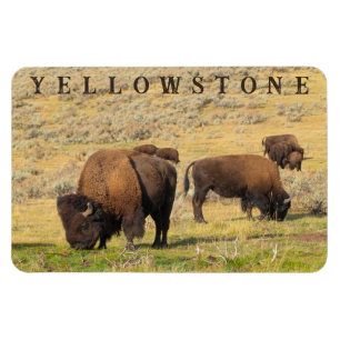 Lamar Valley Bison Yellowstone Nationalpark Magnet