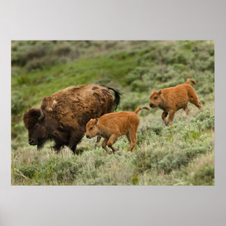 Lamar Valley Mini Stampede Poster