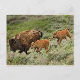 Lamar Valley Mini Stampede Postkarte
