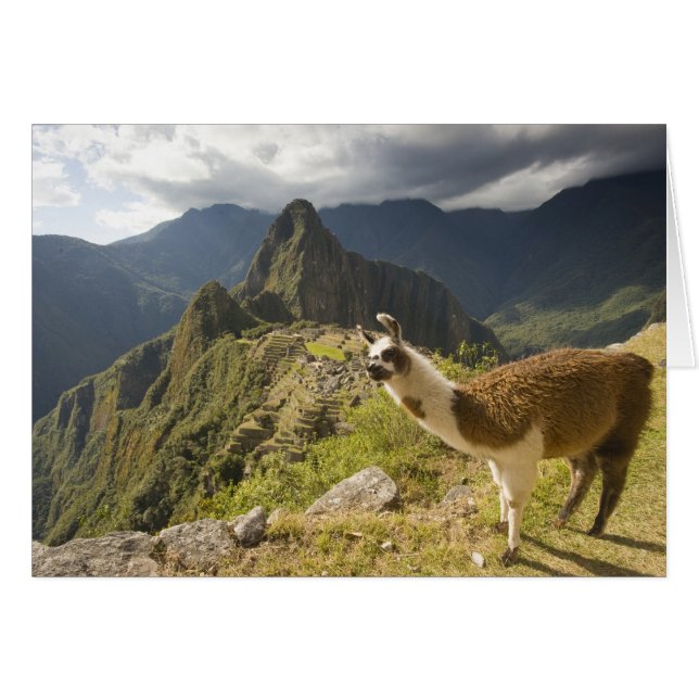 Lamas und ein Blick über Machu Picchu, (Vorderseite (Horizontal))