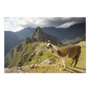 Lamas und ein Blick über Machu Picchu, Fotodruck