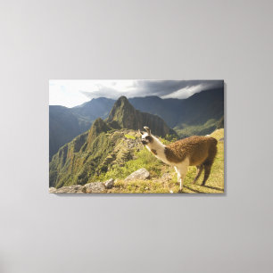 Lamas und ein Blick über Machu Picchu, Leinwanddruck