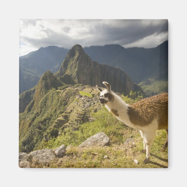 Lamas und ein Blick über Machu Picchu, Magnet (Vorne)
