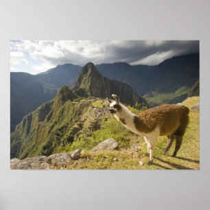 Lamas und ein Blick über Machu Picchu, Poster