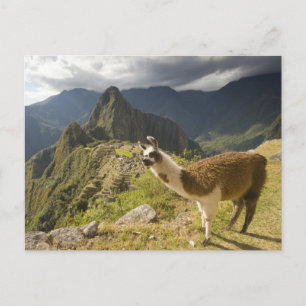 Lamas und ein Blick über Machu Picchu, Postkarte