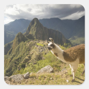 Lamas und ein Blick über Machu Picchu, Quadratischer Aufkleber