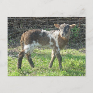 Lamb 2012: SusannaDuffy Postkarte