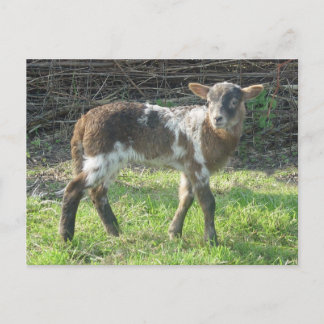 Lamb 2012: SusannaDuffy Postkarte