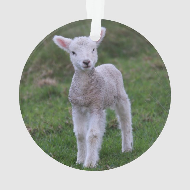 Lamb-Baby-Schafzucht Ornament (Rückseite)