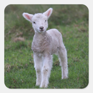 Lamb Baby Sheep Farm Animal Quadratischer Aufkleber