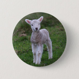 Lamb Baby Sheep Farm Button