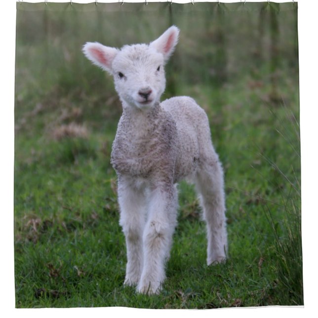 Lamb Baby Sheep Farm Duschvorhang (Vorderseite)