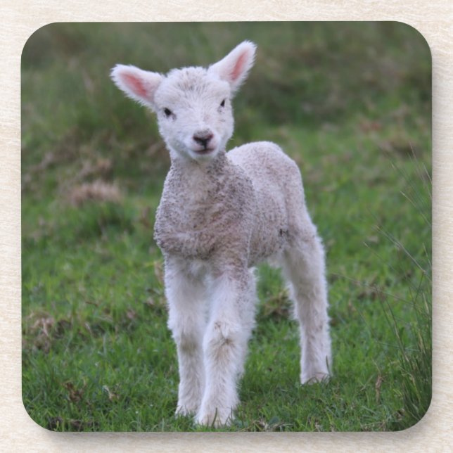 Lamb Baby Sheep Farm Getränkeuntersetzer (Vorderseite)