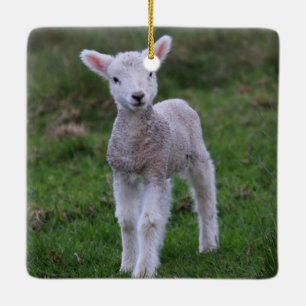 Lamb Baby Sheep Farm Keramikornament