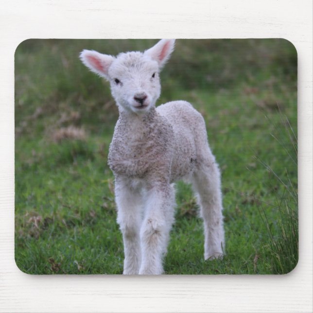 Lamb Baby Sheep Farm Mousepad (Vorne)