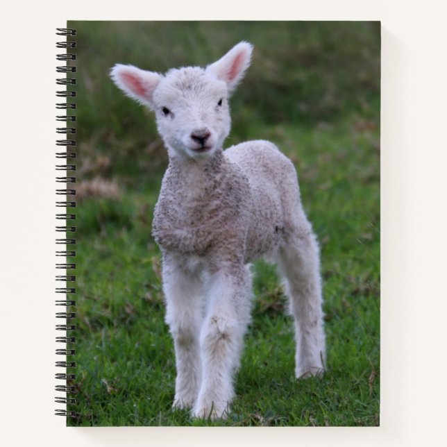 Lamb Baby Sheep Farm Notizbuch (Vorderseite)