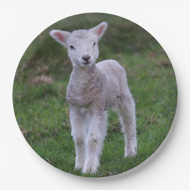 Lamb Baby Sheep Farm Pappteller (Vorderseite)
