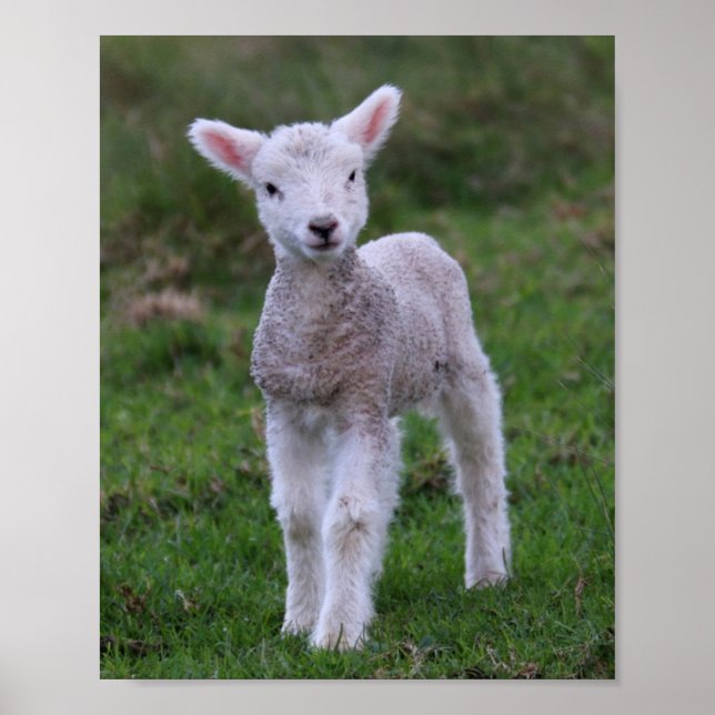 Lamb Baby Sheep Farm Poster (Vorne)