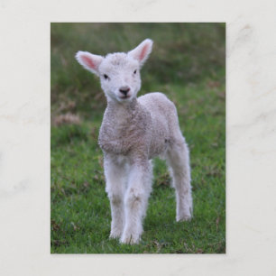 Lamb Baby Sheep Farm Postkarte