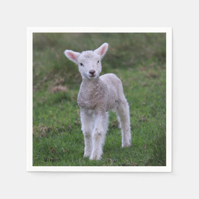 Lamb Baby Sheep Farm Serviette (Vorderseite)