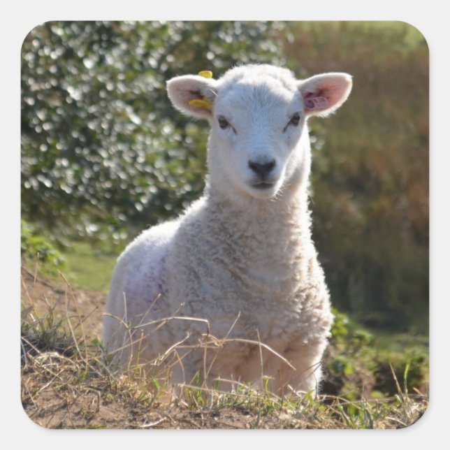 Lamb-Foto-Sticker Quadratischer Aufkleber (Vorderseite)