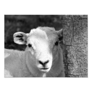 LAMB FOTODRUCK
