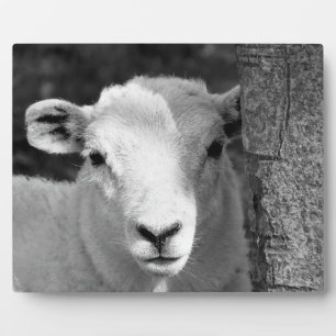 LAMB FOTOPLATTE