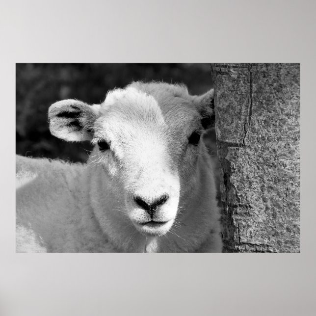 LAMB POSTER (Vorne)
