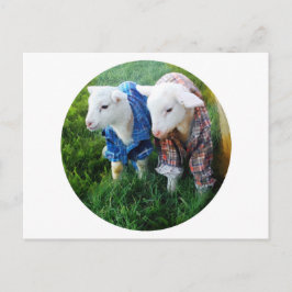Lamb-Postkarte Postkarte