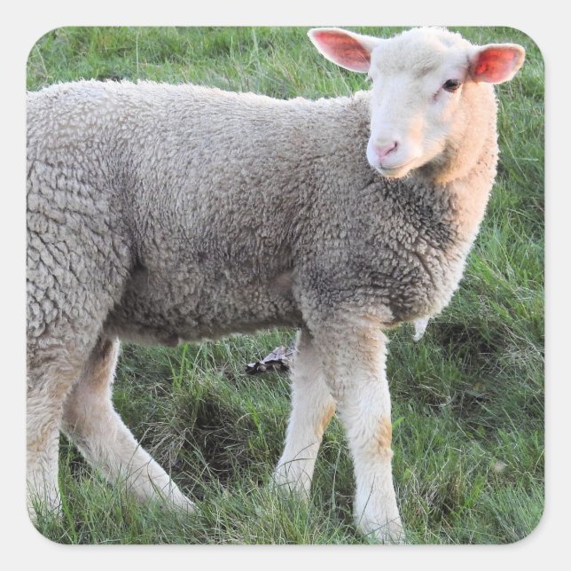 Lamb-Square-Aufkleber Quadratischer Aufkleber (Vorderseite)