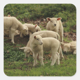 Lamb-Square-Aufkleber Quadratischer Aufkleber
