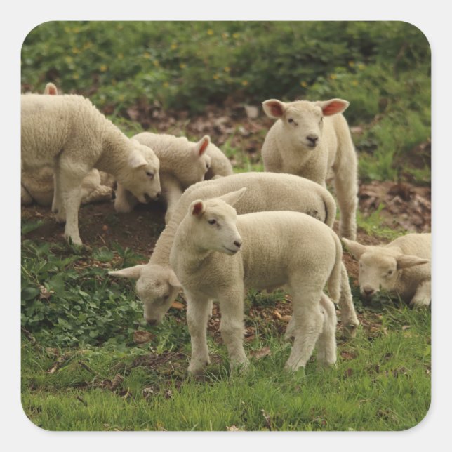 Lamb-Square-Aufkleber Quadratischer Aufkleber (Vorderseite)