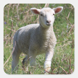 Lamb-Square-Aufkleber Quadratischer Aufkleber