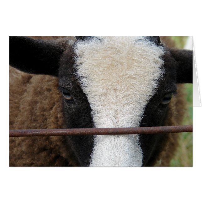 Lambchops (Vorderseite (Horizontal))