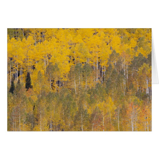 Lambert Hollow, Aspen (Vorderseite (Horizontal))